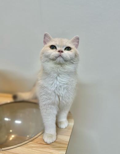 للبيع شانيل - برتش بيور Ay12 | انثى منتجة