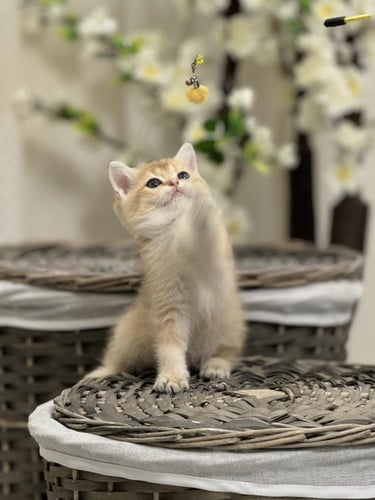 للبيع كارميلا - سكوتش ستريت Ny11 | انثى