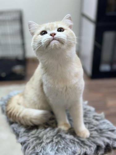 للبيع جورجينا - برتش بيور Cy12 | انثى منتجة