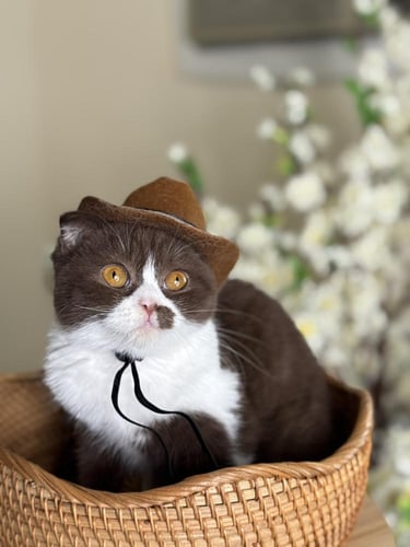 للبيع زورو - سكوتش فولد باي كولور شوكليت | ذكر