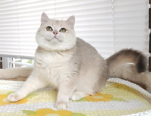 للبيع اريسكا - برتش شورت هير Ay12 | انثى