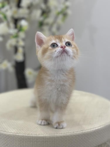 للبيع فيونا - برتش Nv12 | انثى