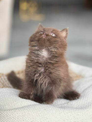 للبيع لوكا - برتش شكوليت B | ذكر