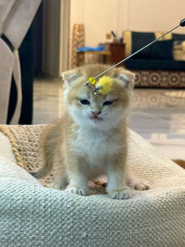 للبيع لولو - سكوتش سنقل فولد Nv12 انثى