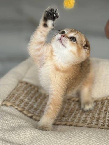 للبيع سكوتش دبل فولد Ny25 | انثى