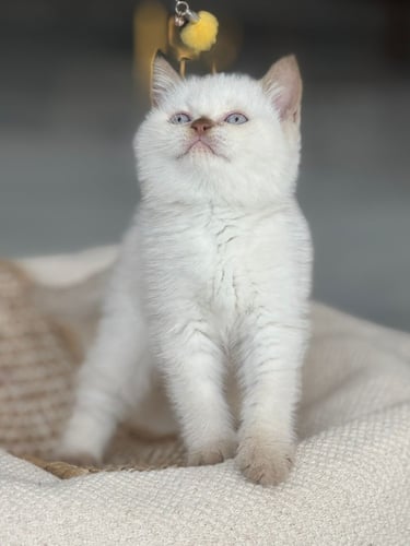 للبيع سكره - برتش بوينت B33 انثى