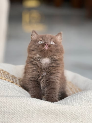 للبيع لوكا - برتش شكوليت B | ذكر