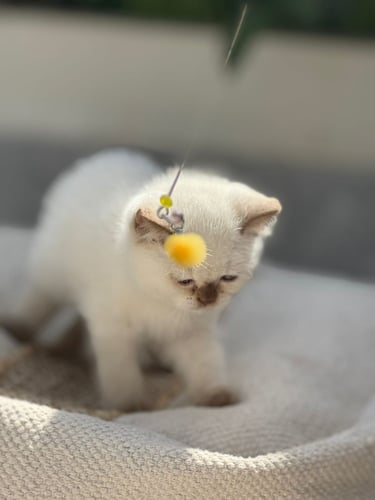 للبيع سكره - برتش بوينت B33 انثى