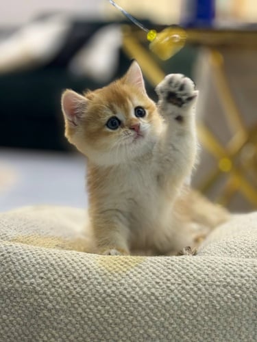 للبيع لوز - سكوتش ستريت Nv12 | ذكر