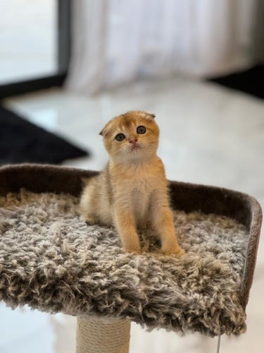 سكوتش دبل فولد Ny25 | انثى