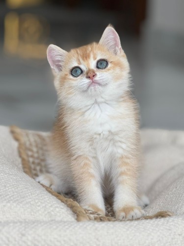 للبيع عسل - سكوتش ستريت Nv12 | ذكر