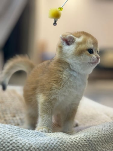 للبيع لولو - سكوتش سنقل فولد Nv12 انثى