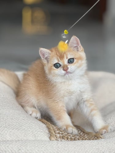 للبيع عسل - سكوتش ستريت Nv12 | ذكر