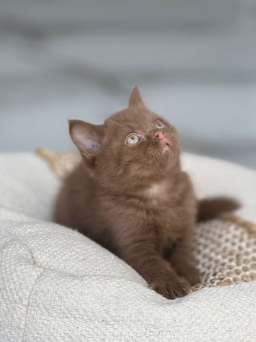 للبيع سيمو - برتش سينامون O | ذكر