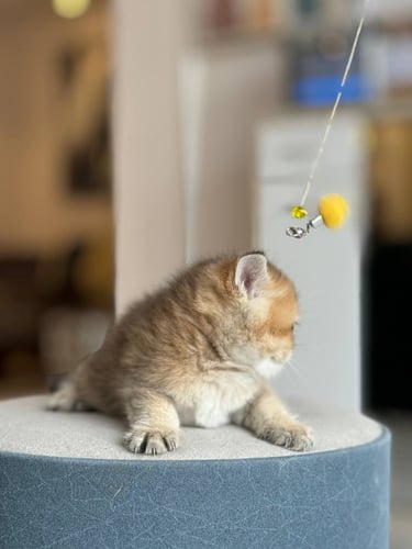 للبيع كوكي - سكوتش ستريت Ny25 | انثى