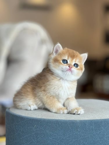 للبيع فستقه - سكوتش ستريت Nv12 | انثى