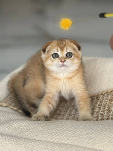 للبيع سكوتش دبل فولد Ny25 | انثى