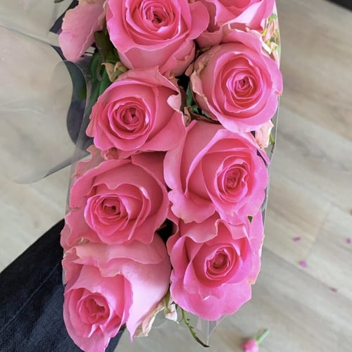 Pink Rose - REVIVAL