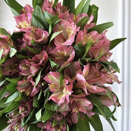 Steromeria pink