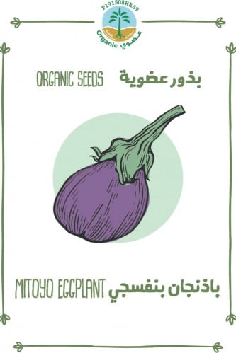 بذور باذنجان بنفسجي(عضوي)
