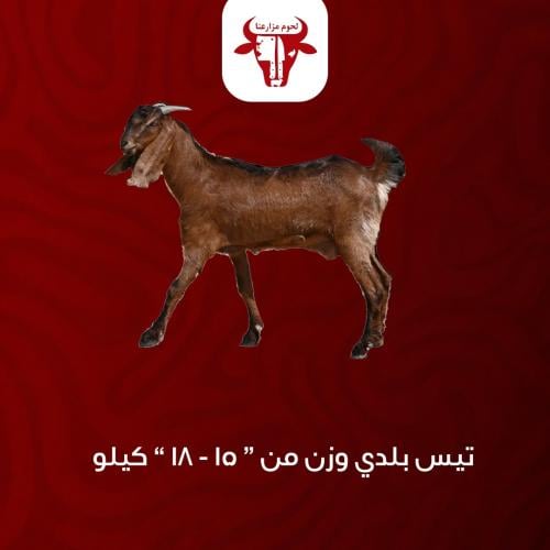 تيس بلدي - وزن (15-18) كيلو
