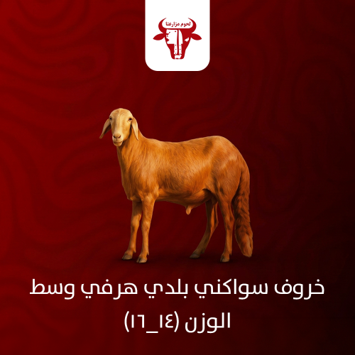خروف سواكني بلدي هرفي وسط الوزن (14_16)