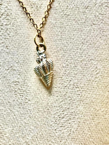 سلاسل نجم البحر و الصدف