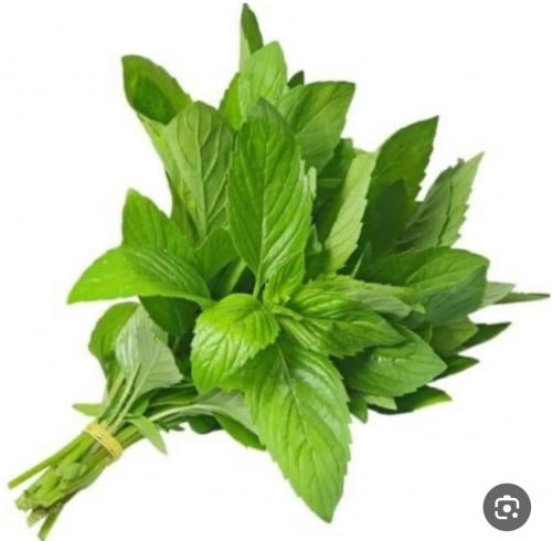 بذور ملوخية
