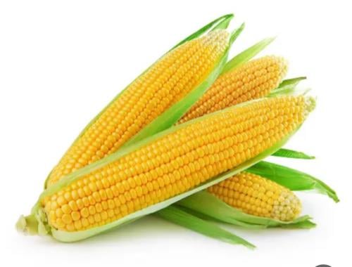 بذور ذرة حلوة