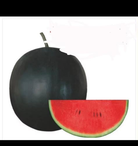 بذور بطيخ امريكي