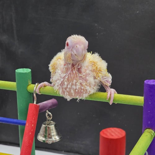 فرخ كنيور طفرة اللاتينو النادره Conure Lutino