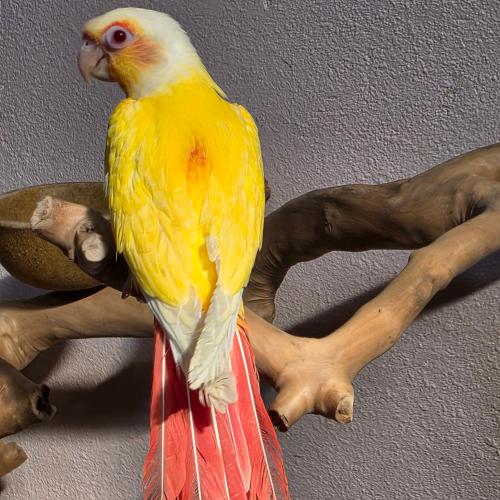 فرخ كنيور طفرة اللاتينو النادره Conure Lutino