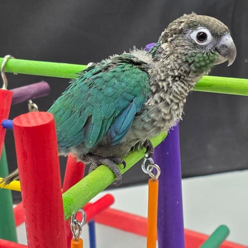 كنيور بلو شيك Turquoise Conure