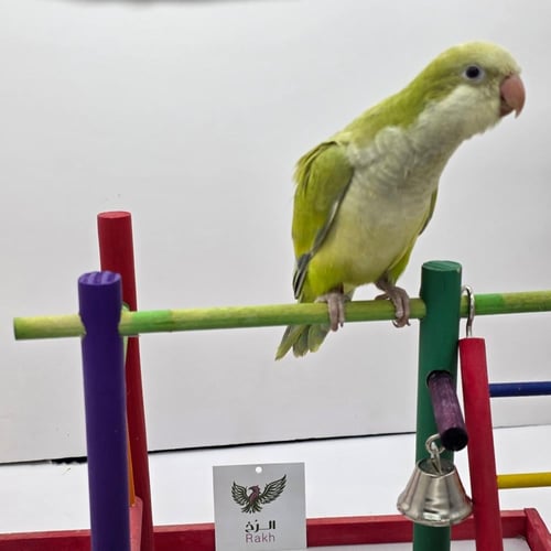 فرخ ببغاء الراهب (كويكر) اخضر فاتح (تفاحي)