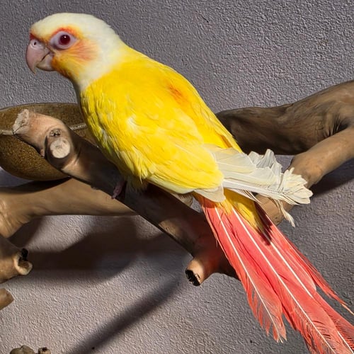 فرخ كنيور طفرة اللاتينو النادره Conure Lutino