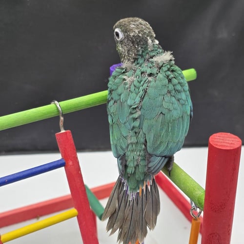 كنيور بلو شيك Turquoise Conure