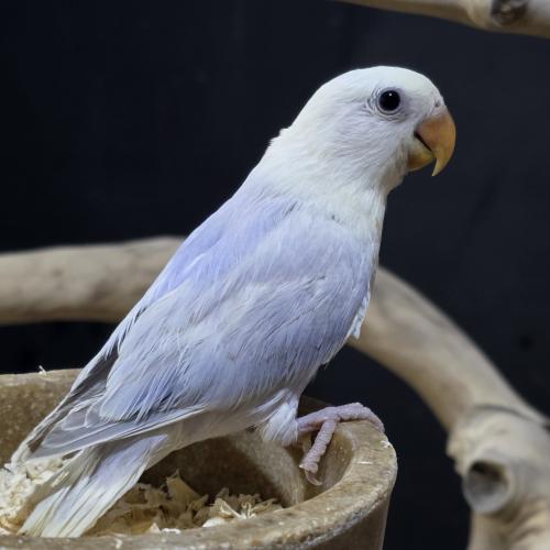 فرخ روز ابلاين