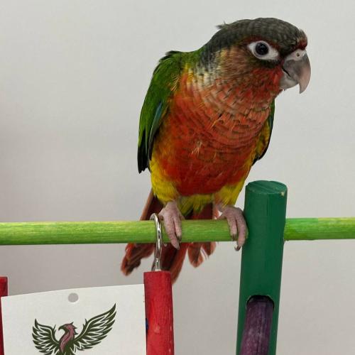 كنيور اليف- يلو سايد دبل ريد فاكتور — Yellow-Sided...