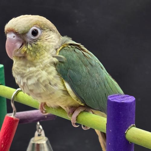 كنيور سنمون تركواز