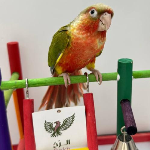 كنيور دبل ريد فاكتور أناناس — Pineapple Conure