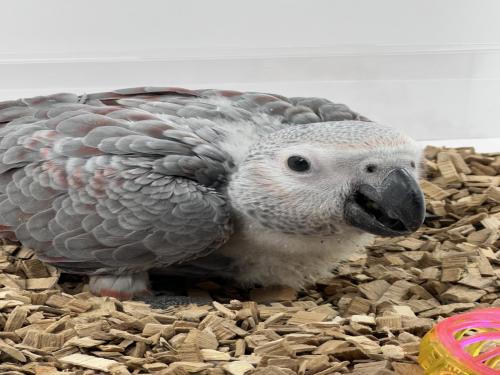 فرخ كاسكو انتاج محلي طفرة