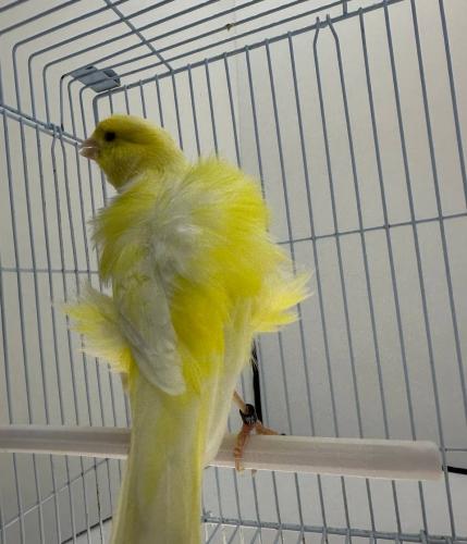 كناري ذكر مغرد