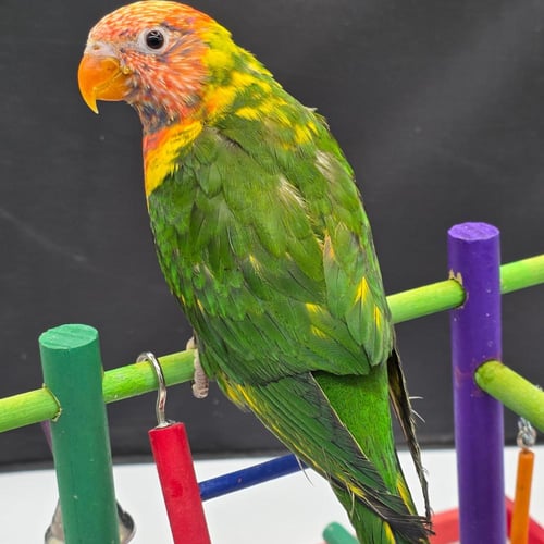 لوري بايد Lory Pied يعتبر من أندر وأجمل الطفرات