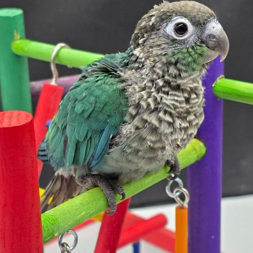 كنيور بلو شيك Turquoise Conure