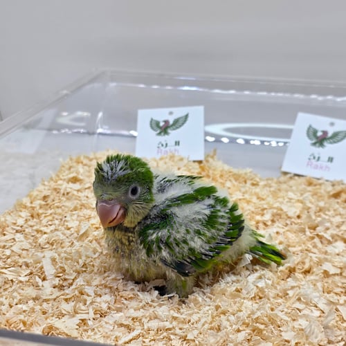 فرخ ببغاء كويكر اخضر