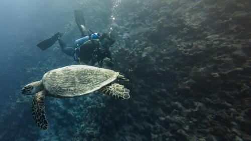 دورة غواص (Supervised Diver)