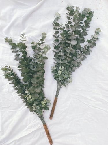 اغصان يوكالبتس