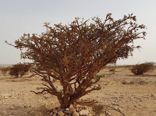 لبان عماني 30 بذرة Boswellia sacra Flueck