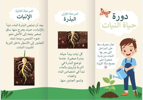 دورة حياة البنات