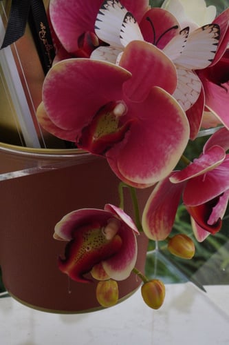 ستاند المها